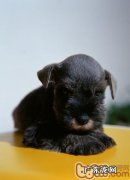 小狗在睡眠质量中为什么抽动