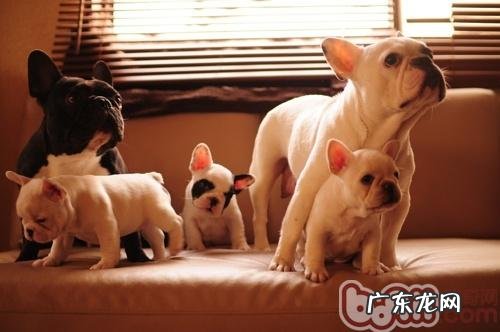 如何提升 幼狗的存活率