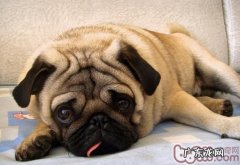 怎样预防八哥犬中署