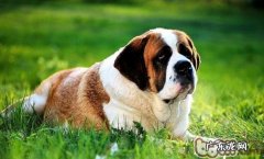 绝育手术对圣伯纳犬的危害
