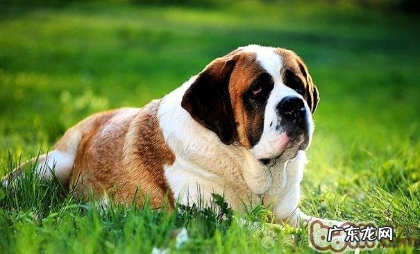 绝育手术对圣伯纳犬的危害