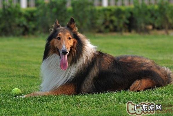 英国德牧犬发情期常见问题