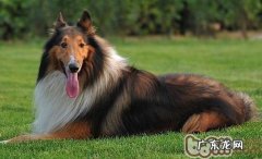 英国德牧犬的除虫专业知识