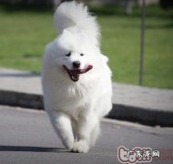 夏季户外活动游戏谨防小狗中署