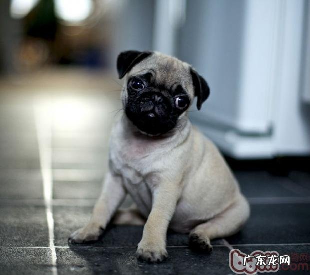 八哥犬孕期要留意饮食搭配