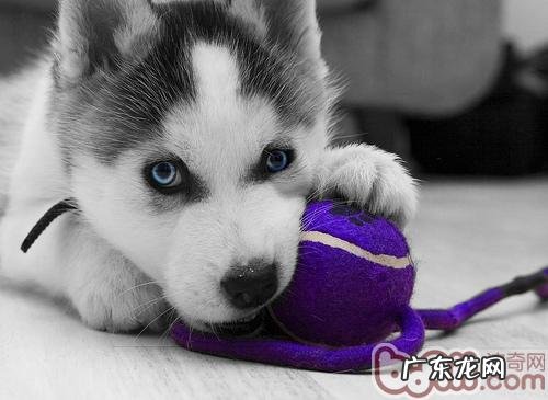 怎么治疗金毛严重便秘