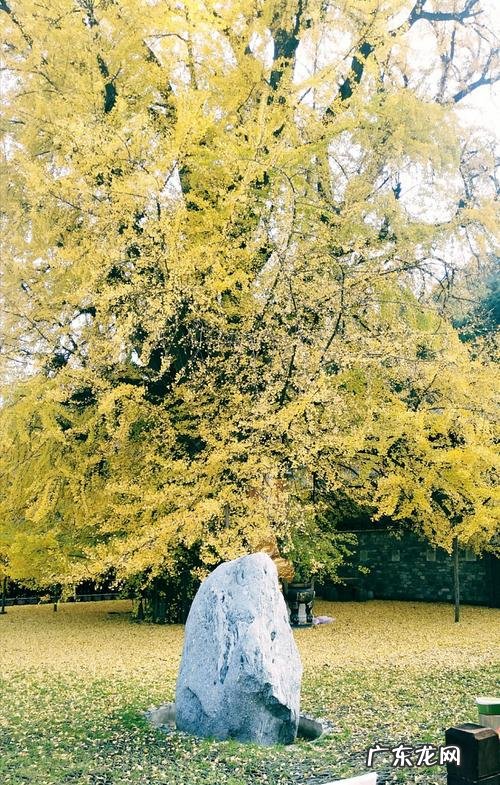 赞美银杏树的唯美句子 【抖音文案】银杏树的美文句子