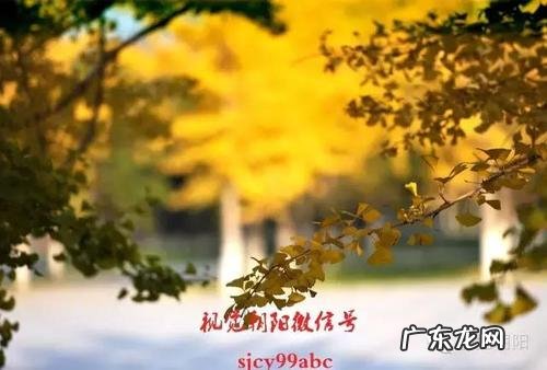 赞美冬天银杏树的唯美句子 【抖音文案】冬天的银杏树唯美说说
