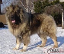 高加索犬孕期护理专业知识