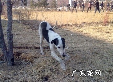 母狗出现异常发情期的缘故