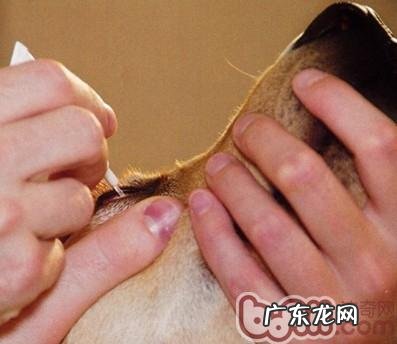 狗或猫眼电影疾时如何给眼周涂药