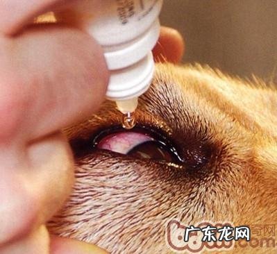狗或猫眼电影疾时如何给眼周涂药