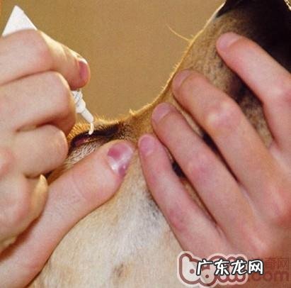 狗或猫眼电影疾时如何给眼周涂药