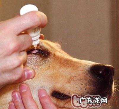 狗或猫眼电影疾时如何给眼周涂药