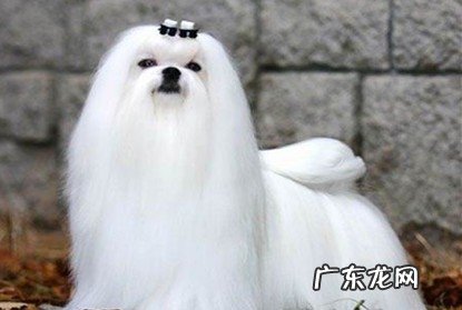 小狗得了满虫应该怎么办