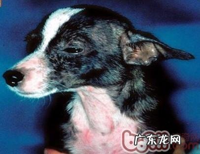 小狗得了满虫应该怎么办