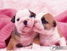 领养幼狗需分外留意