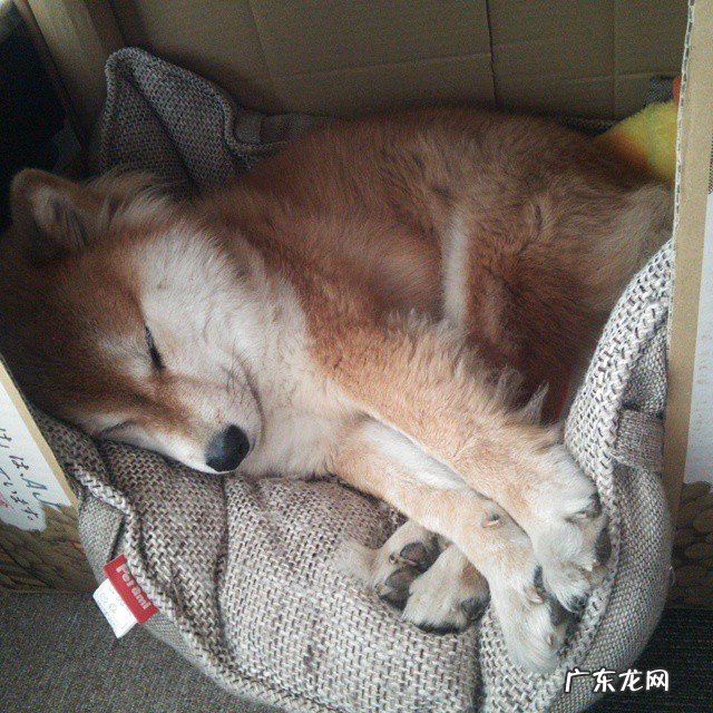 金丝熊可以吃什么水果听朋友说金丝熊可以吃苹果?