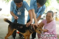 孕妈妈也可以打疫苗狂犬病疫苗了