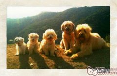 小狗一般病症时家中照护