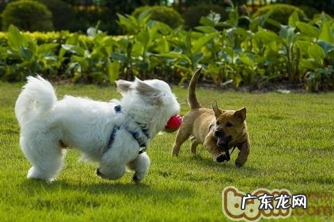 警醒小狗也会得糖尿病患者