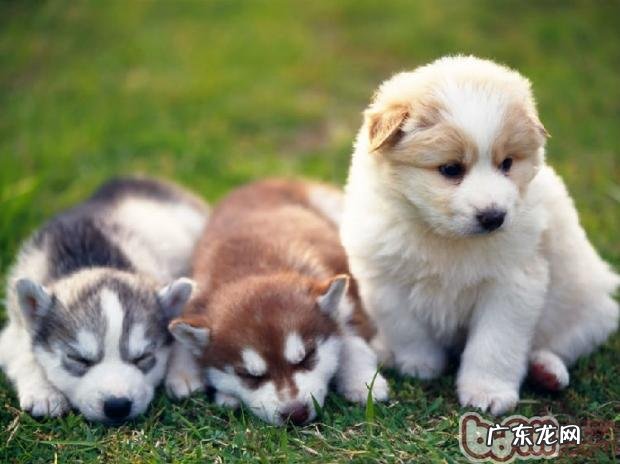 防止小狗怀孕期间小产专业知识