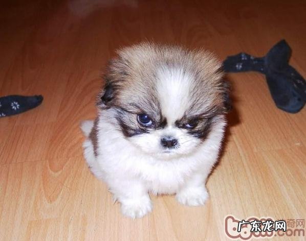 怎么让小狗老老实实服药