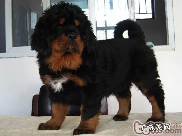 生活起居中毒了小狗的急救常识