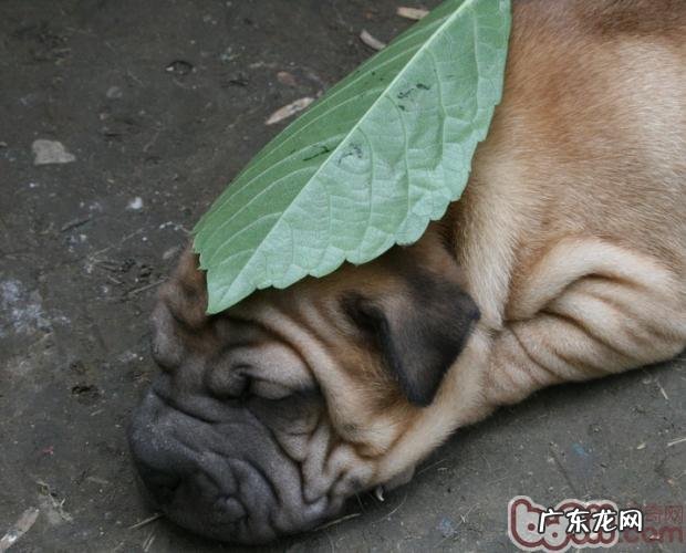 沙皮狗的产后调理专业知识