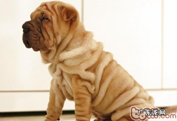 如何防止沙皮狗中署