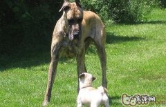 大丹犬的钙的缺失难题和补钙补锌方式