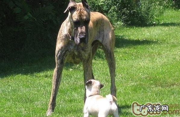 大丹犬的钙的缺失难题和补钙补锌方式