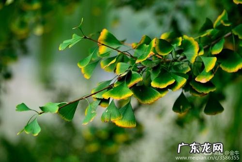 赞美银杏果的优美句子 【抖音文案】赞美银杏果熟了