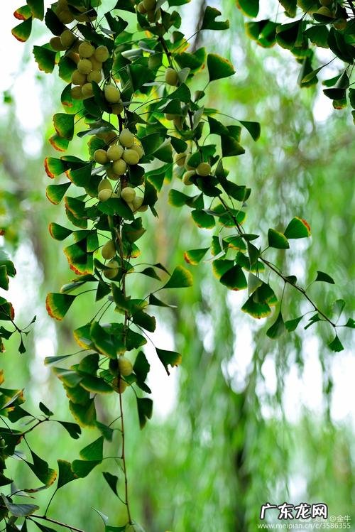 赞美银杏果的优美句子 【抖音文案】赞美银杏果熟了