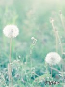 蒲公英的花仿写句子 【抖音文案】蒲公英写句子怎么写