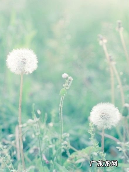 蒲公英的花仿写句子 【抖音文案】蒲公英写句子怎么写