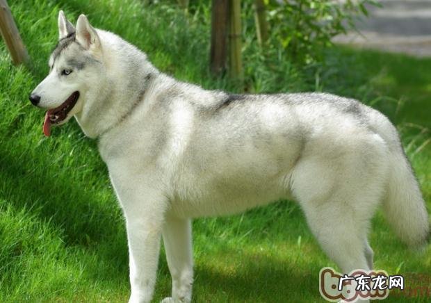 金毛无精打采应该怎么办