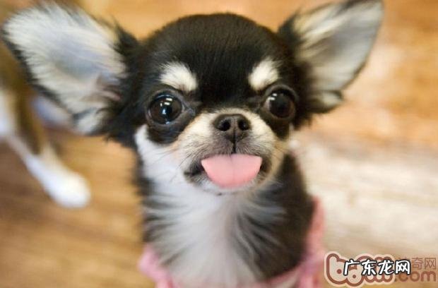 金毛犬孕妇分娩前的预兆