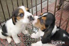 如何防止比熊犬的皮肤疾病