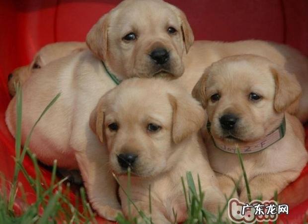 金毛患犬细小该怎么办