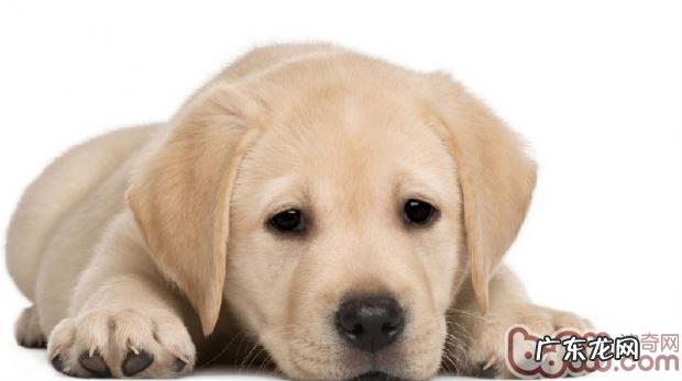 金毛怀孕期需当心照顾