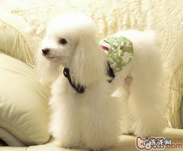 泰迪犬绝育手术有关专业知识