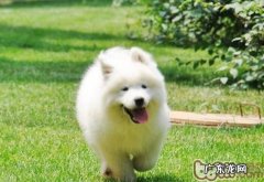 萨摩耶鼻子干燥要当心