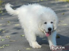 大白熊怀孕期人体转变