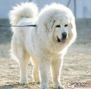 大白熊掉毛时解决方式