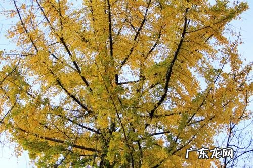 描写银杏叶的好句有哪些 【抖音文案】描写银杏叶的好句