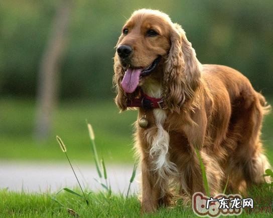 可卡交配的常见问题