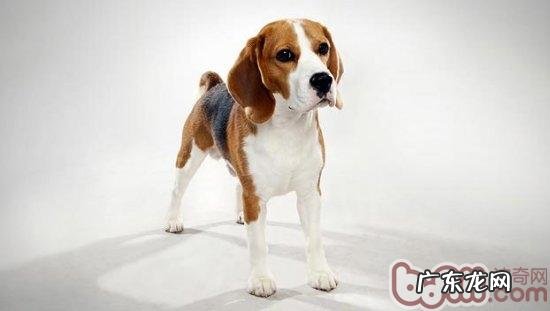 比熊犬呕吐的原因及治疗办法