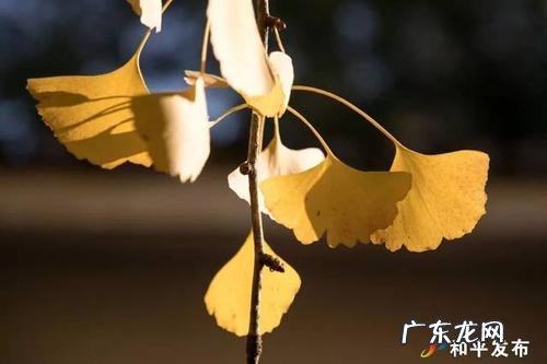 银杏树生命力顽强吗 【抖音文案】银杏树的生命力很顽强的句子