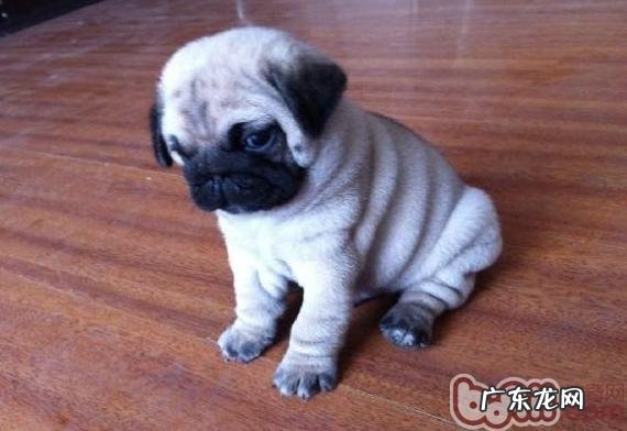 八哥犬发情期常见问题